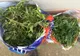 Captură de canabis.  Opt kilograme de droguri, găsite într-un autocar