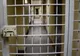 Cetățean turc încarcerat la Penitenciarul Slobozia