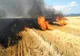 Șase hectare miriște de grâu au ars la Vlădeni. De la ce ar fi pornit focul