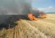 24 hectare de miriște de porumb incendiate intenționat