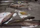 Ialomițeni prinși în flagrant cu peste 140 kg de pește fără acte