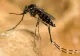 INSP: 7 cazuri cu virusul West Nile, confirmate în județul Ialomița în 2026