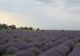 Festivalul Lavandei din Bărăgan reprogramat pentru perioada 2-4 iulie