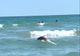 Imagine șocantă în Mamaia: Un delfin plutea mort, printre turiștii care făceau baie în mare
