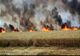 Incendiu violent. 150 de hectare de grâu făcute scrum în Ialomița