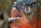 Pește piranha, devoratorul de oameni, găsit la Oradea, în apele Crișului Repede